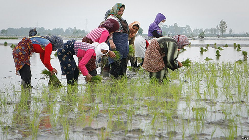 برنج کاری در شمال ایران