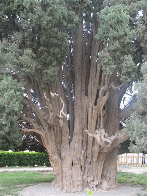 درخت سرو ابوکوه