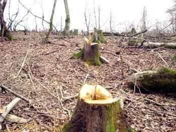 نابودی درختان