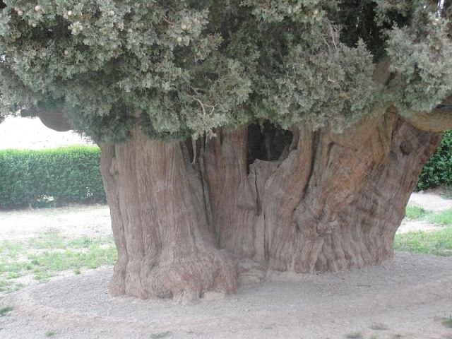 درخت سرو ابوکوه